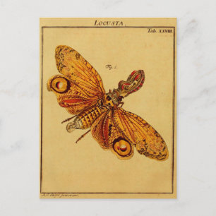 Locusta Briefkaart