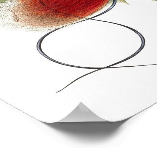 Loddigesia Mirabilis Poster (Hoek)