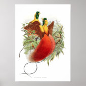 Loddigesia Mirabilis Poster (Voorkant)