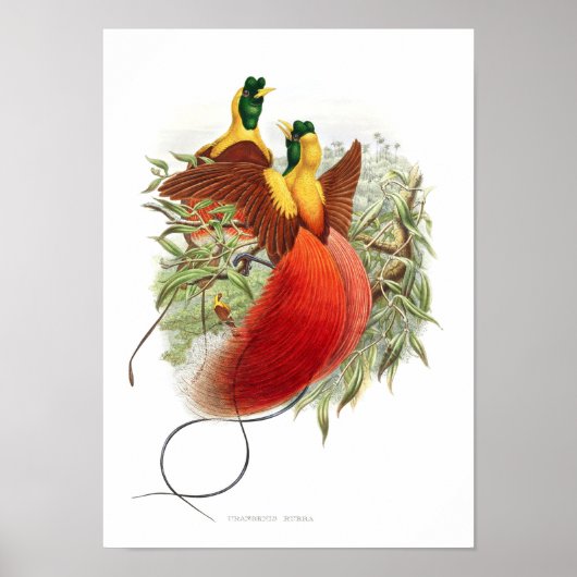 Loddigesia Mirabilis Poster (Voorkant)