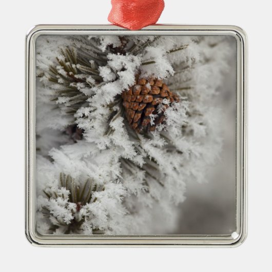 Lodgepole Pine cone in de winter in geelsteen Metalen Ornament (Voorkant)
