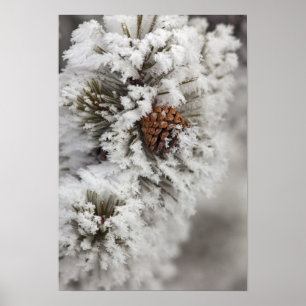 Lodgepole Pine cone in de winter in geelsteen Poster
