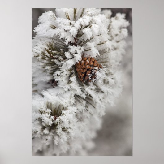 Lodgepole Pine cone in de winter in geelsteen Poster (Voorkant)
