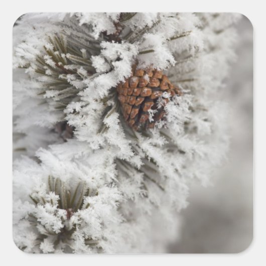 Lodgepole Pine cone in de winter in geelsteen Vierkante Sticker (Voorkant)