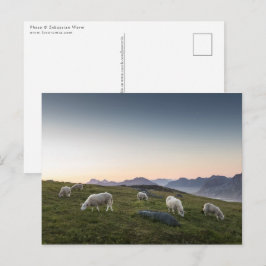 Lofoten Islands Sheep Landscape Foto Briefkaart
