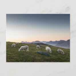 Lofoten Islands Sheep Landscape Foto Briefkaart