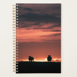 Lofoten Islands Sheep Planner