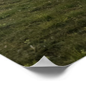 Lofoten Sheep Poster (Hoek)