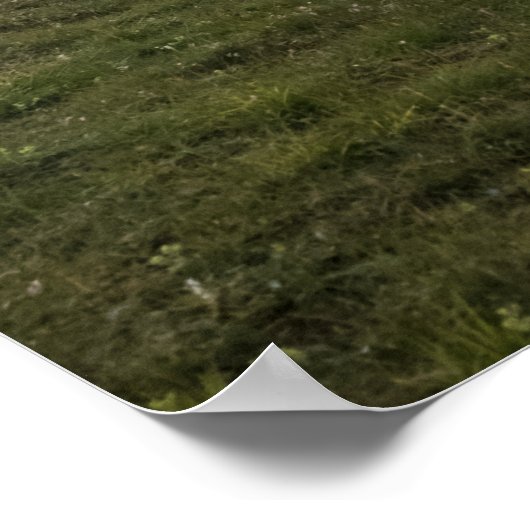 Lofoten Sheep Poster (Hoek)