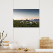 Lofoten Sheep Poster (Keuken)