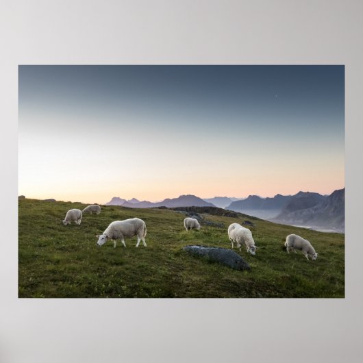 Lofoten Sheep Poster (Voorkant)