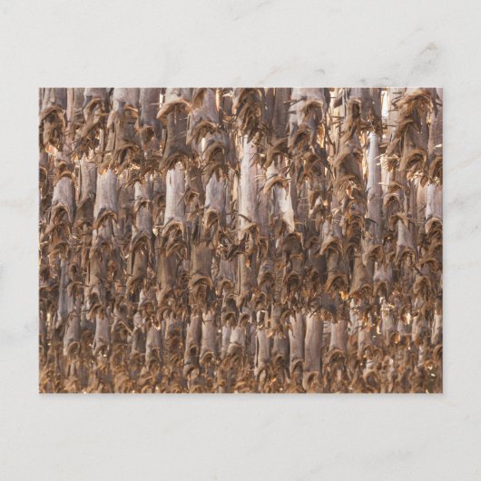 Lofoten Stockvis Briefkaart (Voorkant)