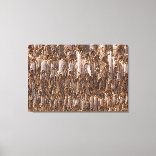 Lofoten Stockvis Canvas Afdruk (Voorkant)