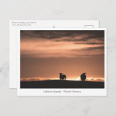Lofoten Sunset Sheep Briefkaart (Voorkant / Achterkant)