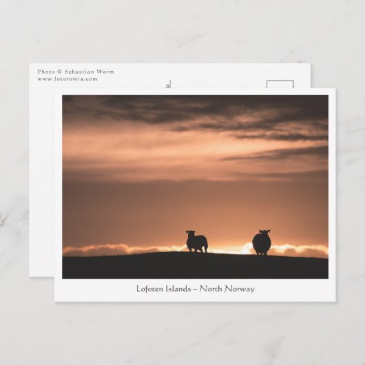 Lofoten Sunset Sheep Briefkaart (Voorkant / Achterkant)
