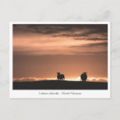 Lofoten Sunset Sheep Briefkaart (Voorkant)
