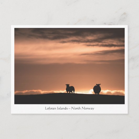 Lofoten Sunset Sheep Briefkaart (Voorkant)