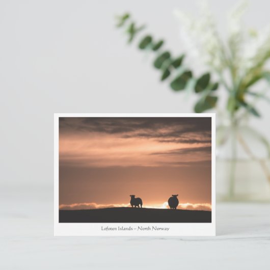 Lofoten Sunset Sheep Briefkaart (Staand voorkant)