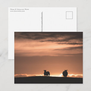 Lofoten Sunset Sheep Briefkaart
