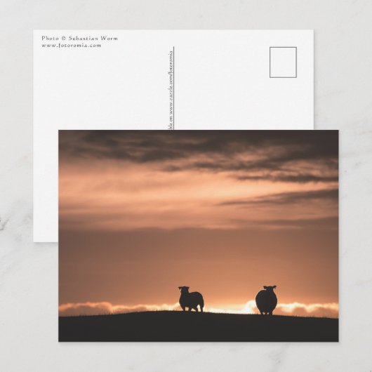 Lofoten Zonsondergang Schapen Briefkaart (Voorkant / Achterkant)