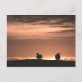 Lofoten Zonsondergang Schapen Briefkaart (Voorkant)