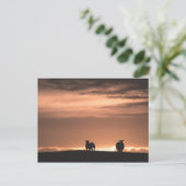 Lofoten Zonsondergang Schapen Briefkaart (Staand voorkant)
