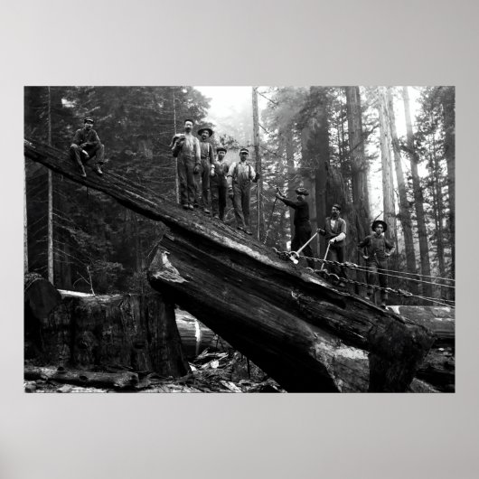 LOG RIJGING in de REDWOODS c. 1890 Poster (Voorkant)