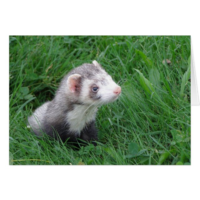 Logan (Voorkant Horizontaal)