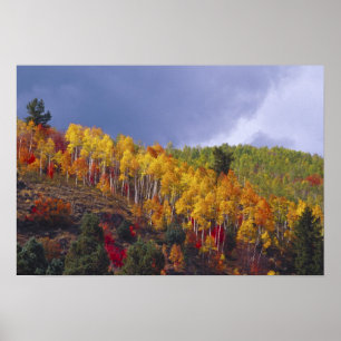 Logan Canyon in Utah in de herfst met passerend Poster
