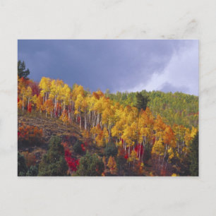Logan Canyon in Utah in het najaar met voorbijgaan Briefkaart