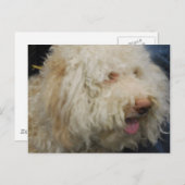 Logato Romagnolo Briefkaart (Voorkant / Achterkant)