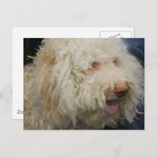 Logato Romagnolo Briefkaart (Voorkant / Achterkant)