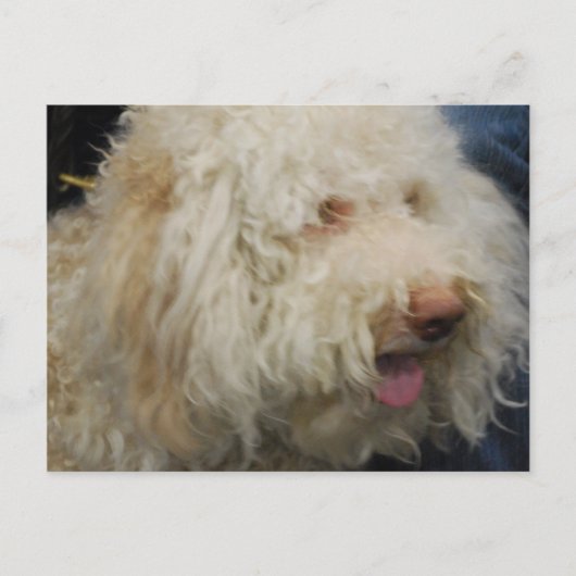 Logato Romagnolo Briefkaart (Voorkant)