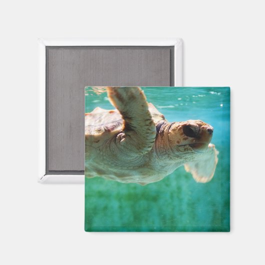 Loggerhead #1 Magnet (Voorkant / Achterkant)