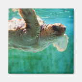 Loggerhead #1 Magnet (Voorkant)