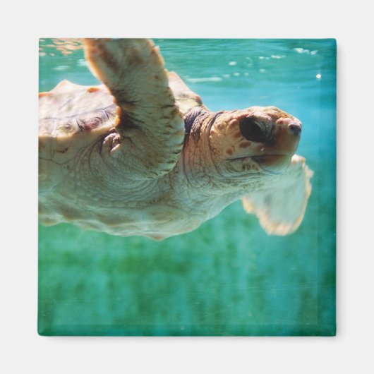 Loggerhead #1 Magnet (Voorkant)