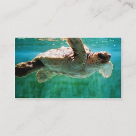 Loggerhead #1 minidruk visitekaartje (Voorkant)