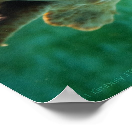 Loggerhead #1 Poster (Hoek)