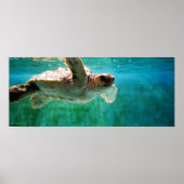 Loggerhead #1 Poster (Voorkant)