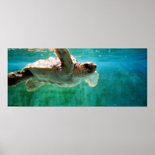 Loggerhead #1 Poster (Voorkant)