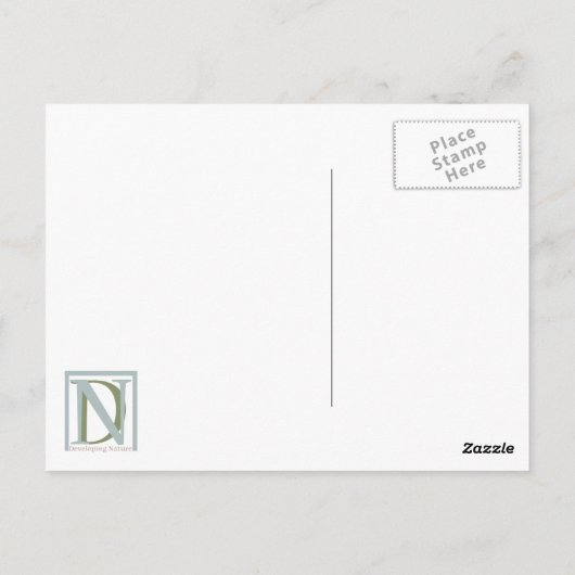 Loggerhead #2 Briefkaart (Achterkant)