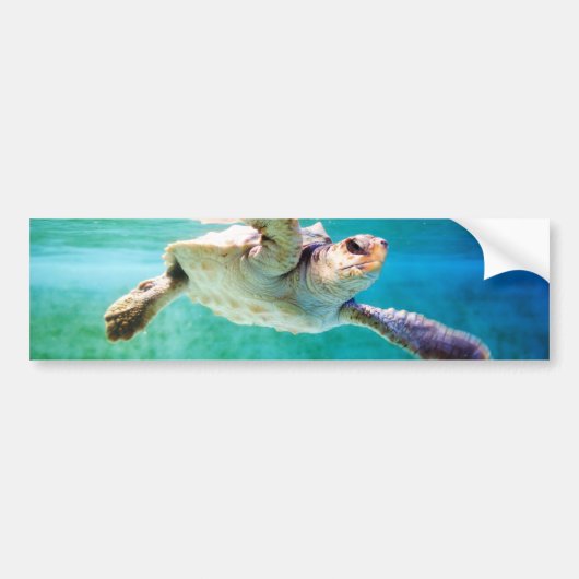 Loggerhead #3 Bumpersticker (Voorkant)