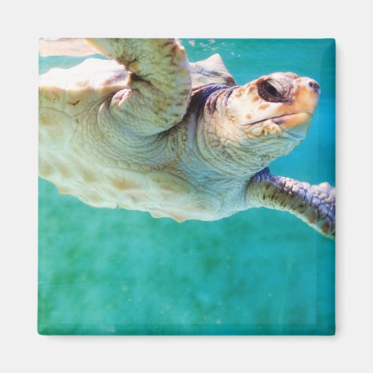 Loggerhead #3 Magnet (Voorkant)