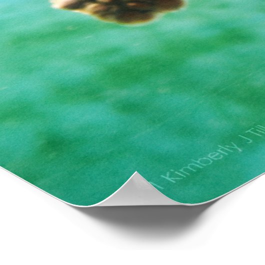 Loggerhead #3 Poster (Hoek)