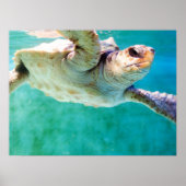 Loggerhead #3 Poster (Voorkant)