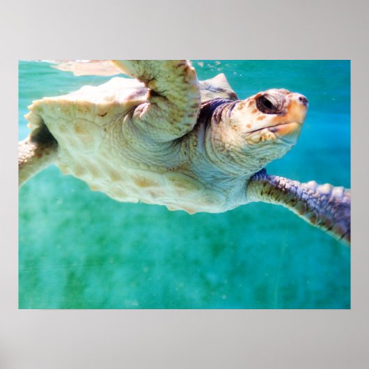 Loggerhead #3 Poster (Voorkant)