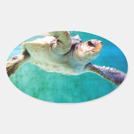 Loggerhead #3 Sticker (Voorkant)