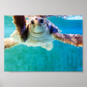 Loggerhead #4 Poster (Voorkant)