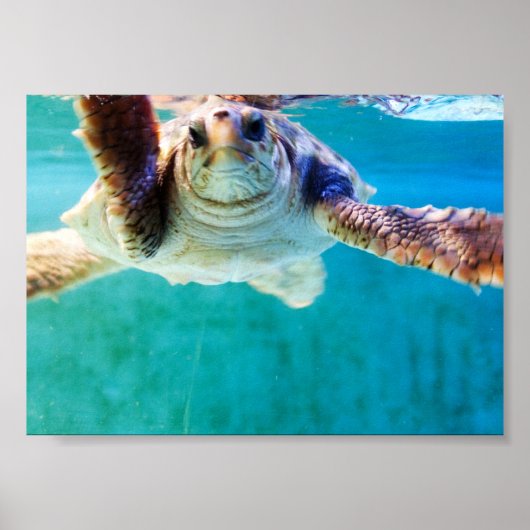 Loggerhead #4 Poster (Voorkant)
