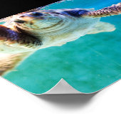 Loggerhead #4 Poster (Hoek)